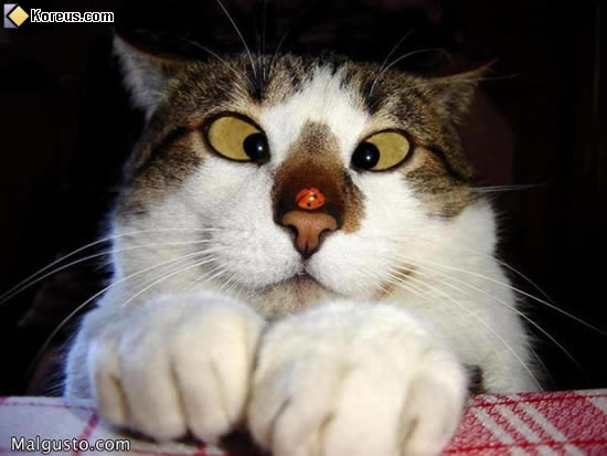 chat[1].jpg