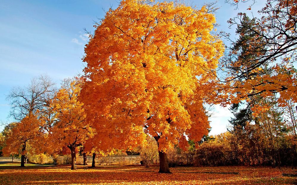 Automne