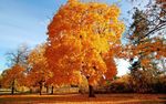 Automne