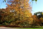 Automne 1