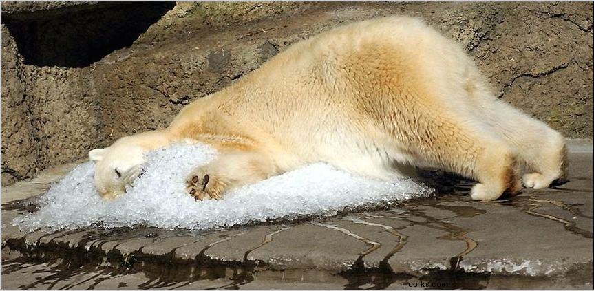 trucs-anti-canicule.jpg