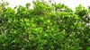 290px-Richeria_grandis_Vahl_2.jpg
