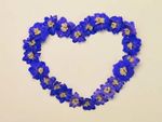 coeur-fleur-bleue.jpg