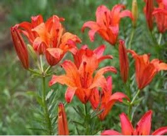 http://www.exoplantus.fr/160-890-large/graines-lilium-philadelphicum-lys-des-prairies.jpg