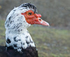 250px-Cairina_moschata_head_norway.jpg