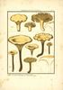 agaricus cantharelloides.jpg