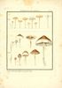 agaricus clypeolarius - agaric clypeolaire.jpg