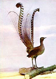 Oiseau_Lyre.jpg