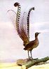 Oiseau_Lyre.jpg