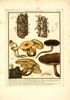agaricus corticalis.jpg