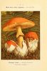 amanita caesarea - oronge vraie - comestible excellent.jpg