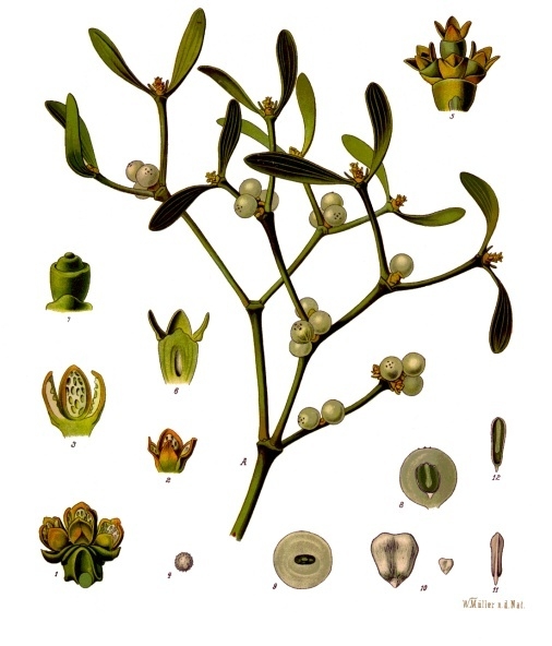 gui-planche-botanique.jpg