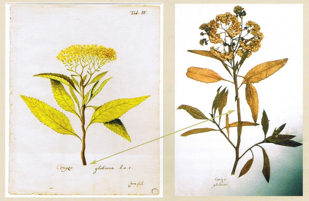 Herbier_conyza_glutinosa.jpg