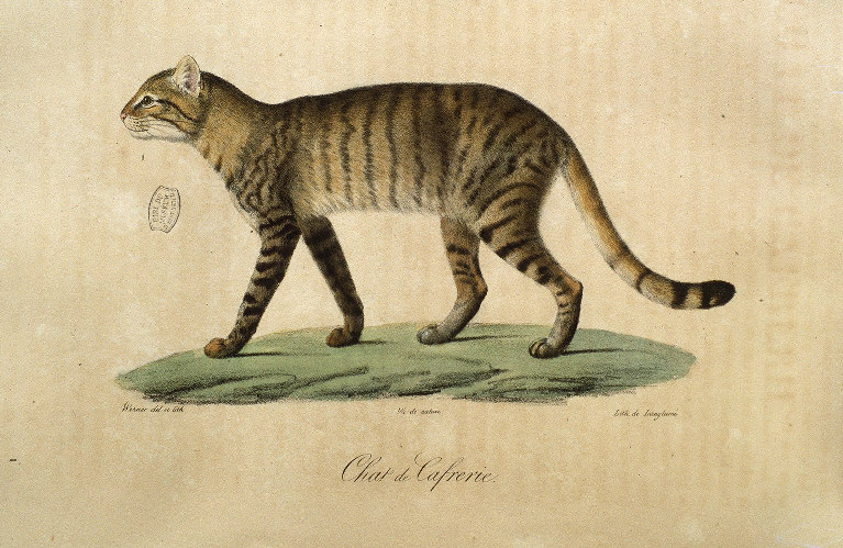 Chat de caprerie.jpg