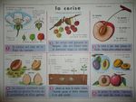 cerise  affiche mdi.JPG