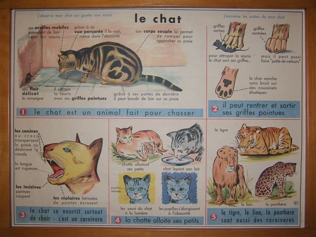 29 le chat.JPG