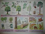 dans la forêt affiche mdi.JPG