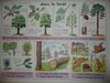 dans la forêt affiche mdi.JPG