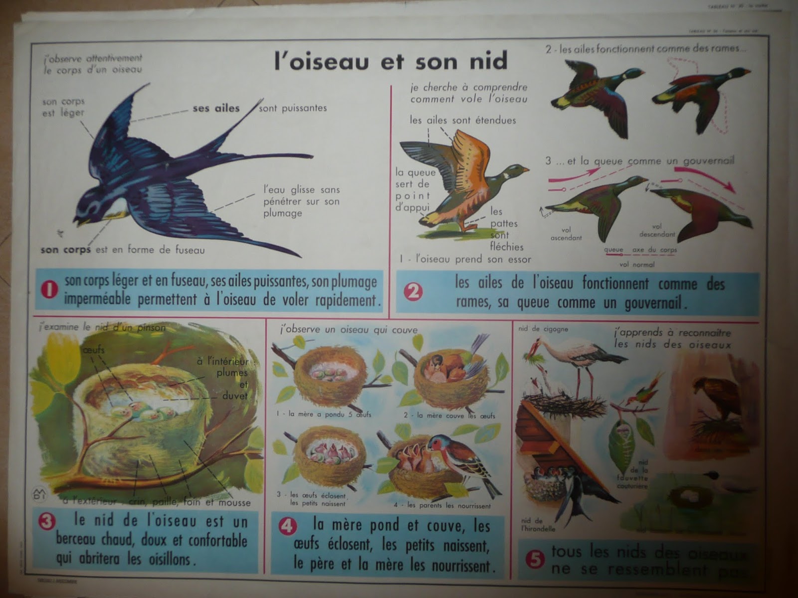 oiseau et son nid affiche mdi.JPG