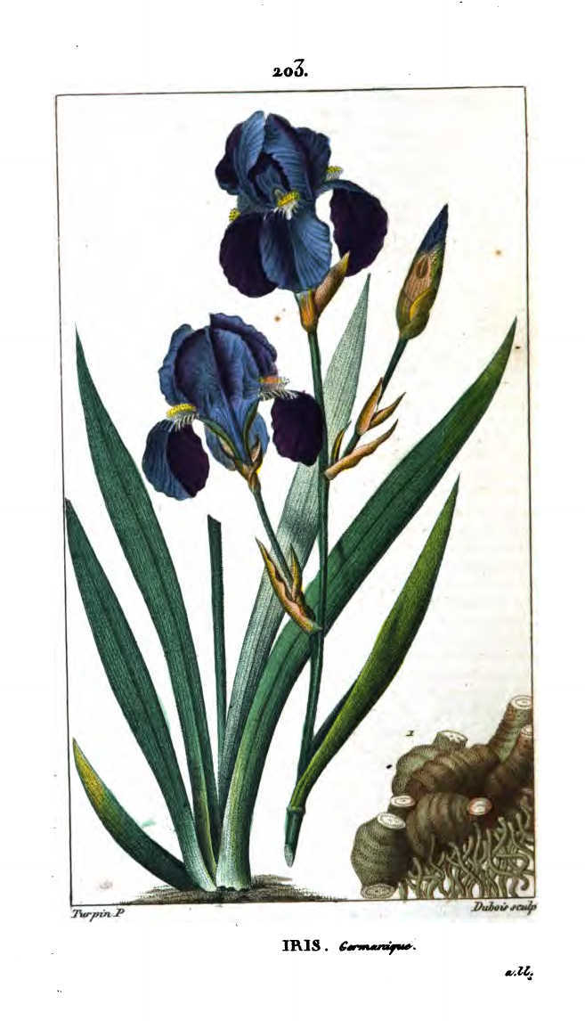 iris germanique.jpg