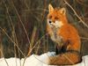 Red Fox.jpg