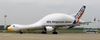 avion-oiseau.jpg