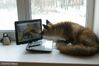 renard-face-a-un-ordinateur.jpg