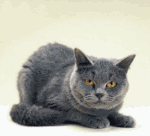 qwkr9qv2.gif