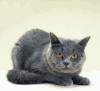 qwkr9qv2.gif