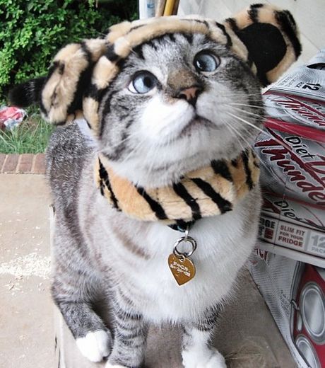 CheshireCat_105897_w460.jpg