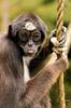 13646316-a-tete-noire-araignee-singe-fusciceps-ateles-tirant-la-langue-sur-le-singe-araignee-se-trouve-dans-l.jpg
