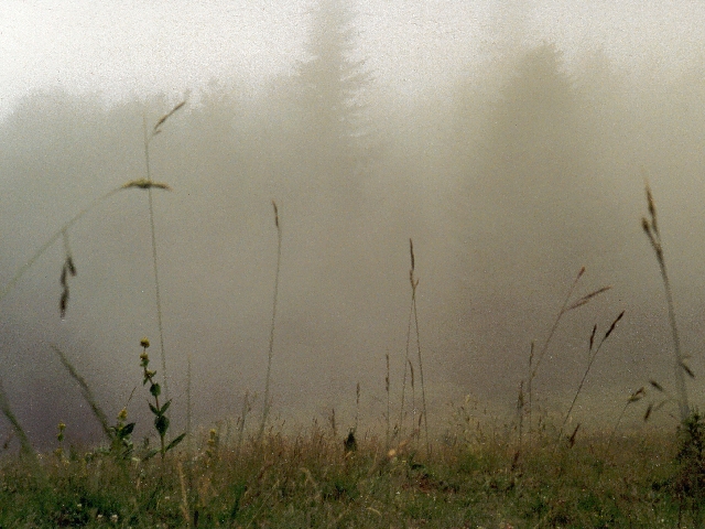 brouillard