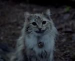 Alice_Cheshire_Cat_by_PhantomisErik.jpg