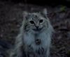 Alice_Cheshire_Cat_by_PhantomisErik.jpg