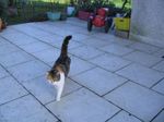 Minou 003.jpg