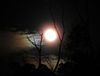 la-nuit-du-loup.70819.jpg