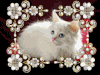 chat-blanc.gif