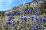 http://www.linternaute.com/photo_numerique/galerie-photo/photo/les-plaisirs-de-l-ete/image/chardons-254358.jpg
