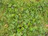 DSC00384.JPG