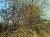 DSC00411.JPG