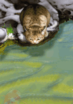 schat.17710.gif