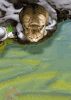 schat.17710.gif