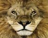 lion-face.jpg