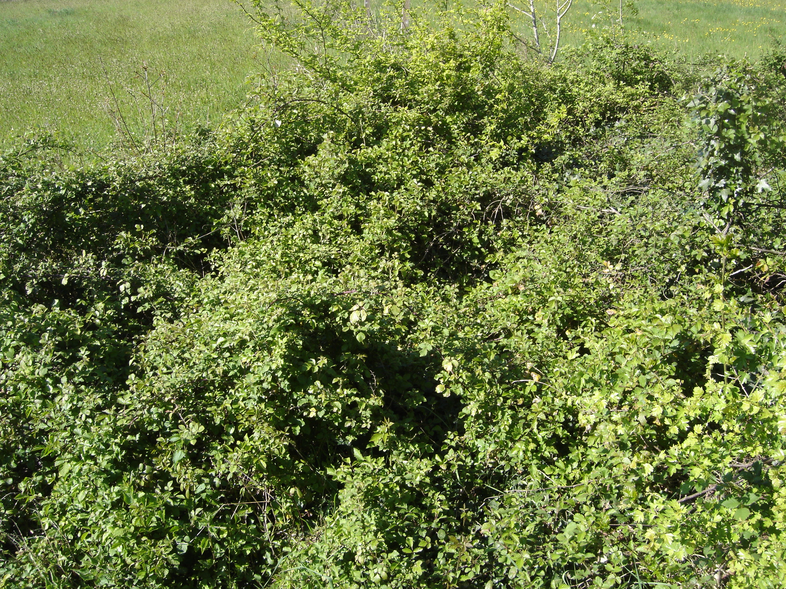 DSC04763.JPG