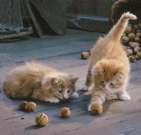 chats-qui-jouent.gif