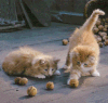 chats-qui-jouent.gif