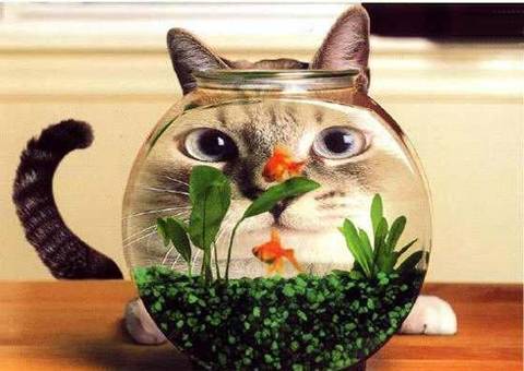 images-divers-chat-bocal-poisson-big.jpg