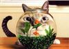 images-divers-chat-bocal-poisson-big.jpg
