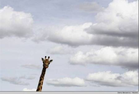 giraf-nuages.jpg