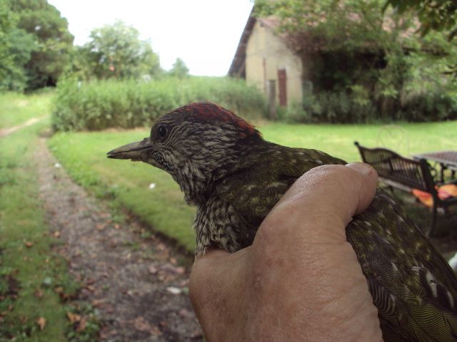 DSC00905.JPG